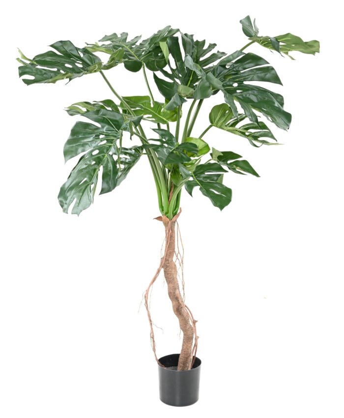 philodendron monstera t scaled
