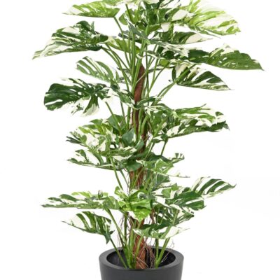 philodendron monstera tuteur coco new 160 scaled