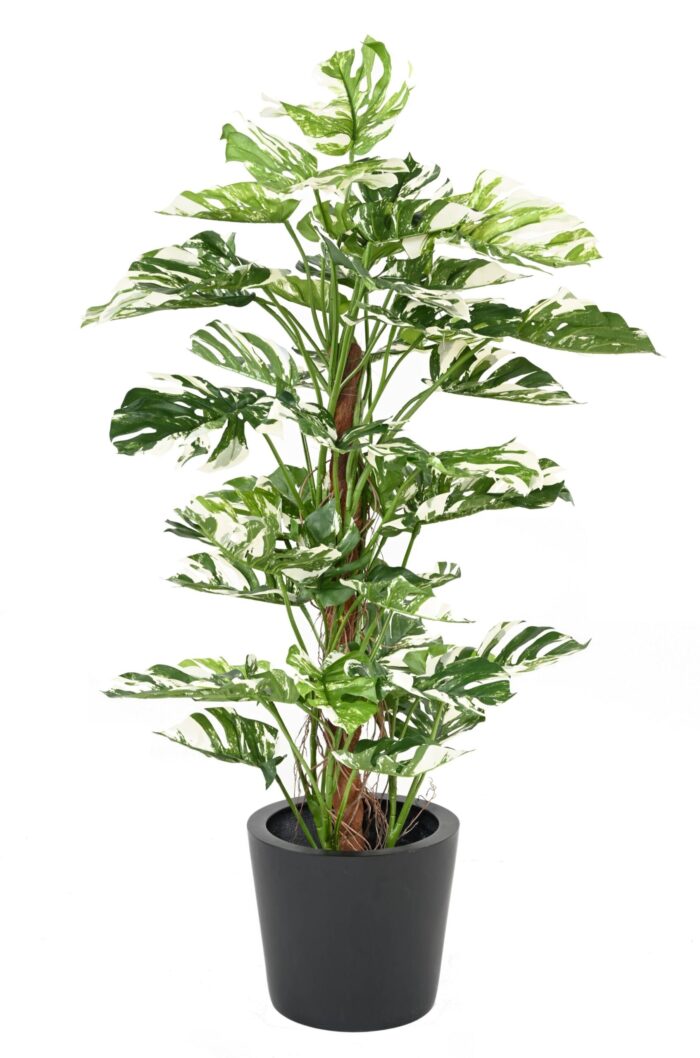 philodendron monstera tuteur coco new 160 scaled