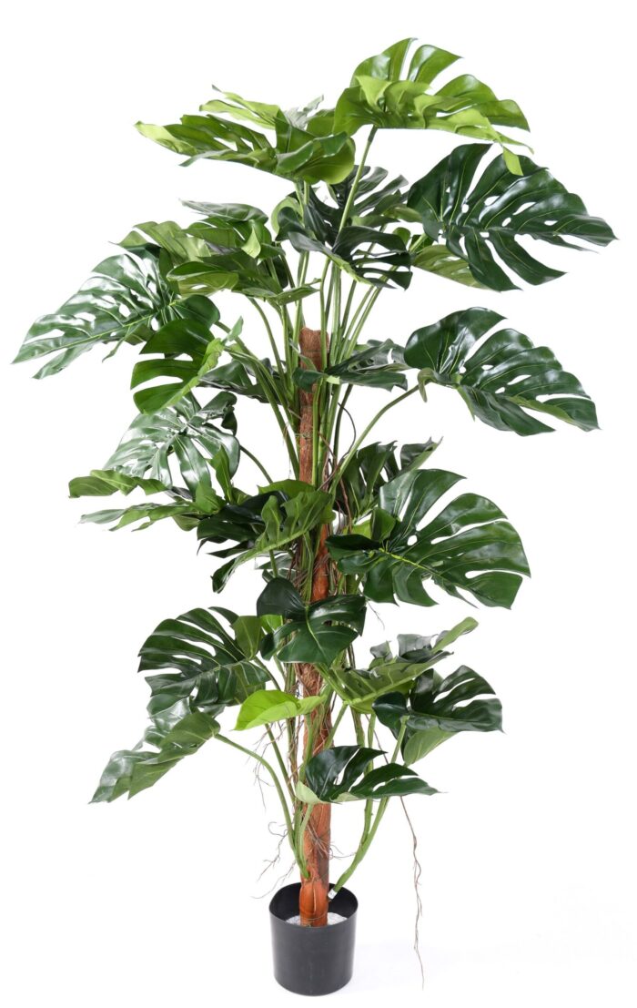 philodendron monstera tutor coco new scaled