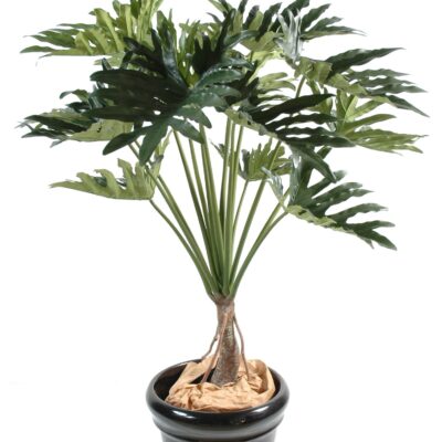 philodendron selloum 15