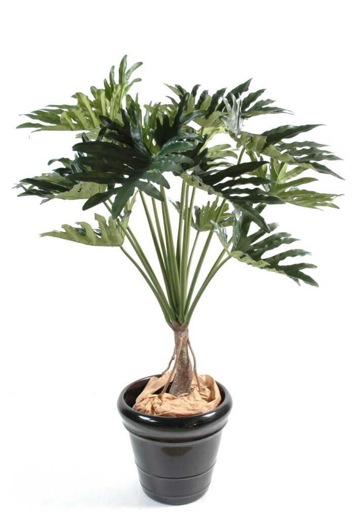 philodendron selloum 15
