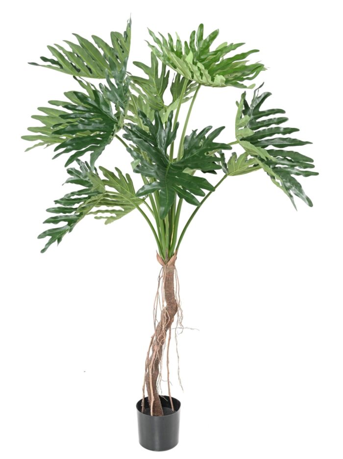 philodendron selloum t scaled