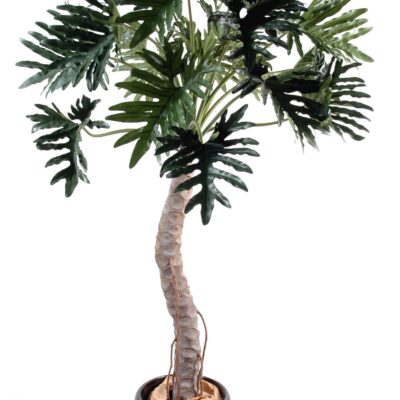 philodendron selloum tree