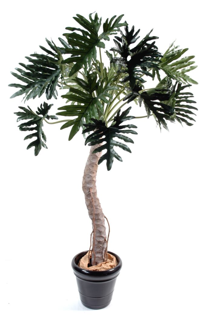 philodendron selloum tree