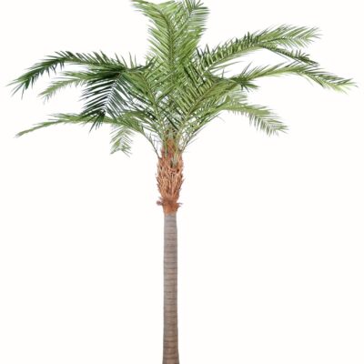 phoenix canariensis 1