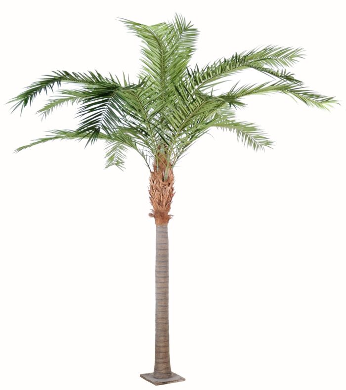 phoenix canariensis 1