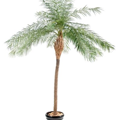 phoenix new 1 scaled