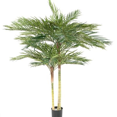 phoenix palm 2t scaled