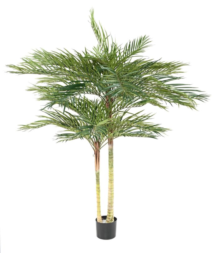 phoenix palm 2t scaled