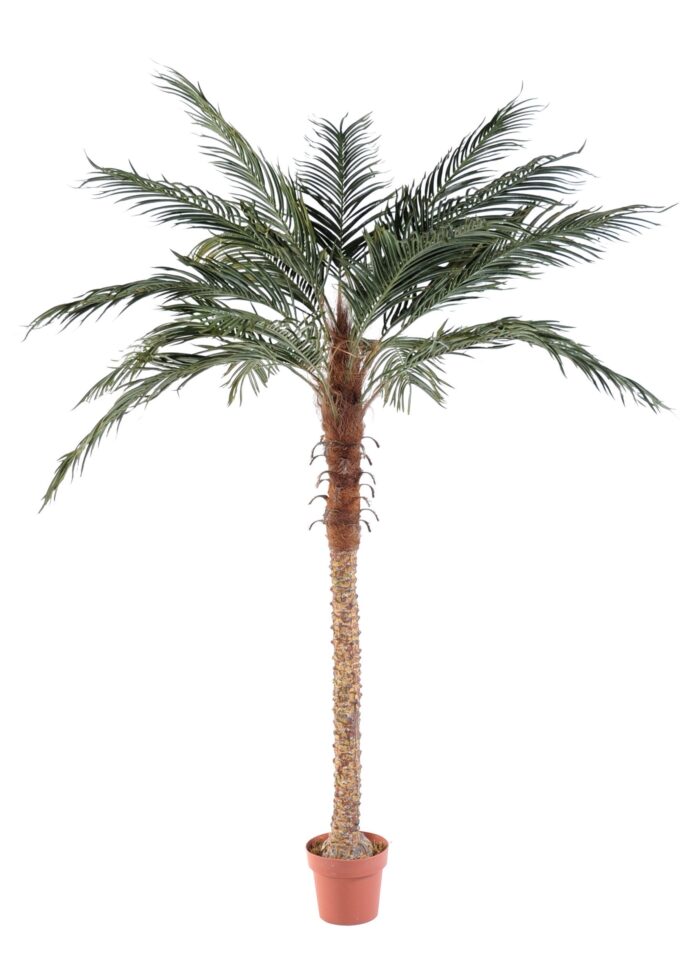 phoenix palm with pot