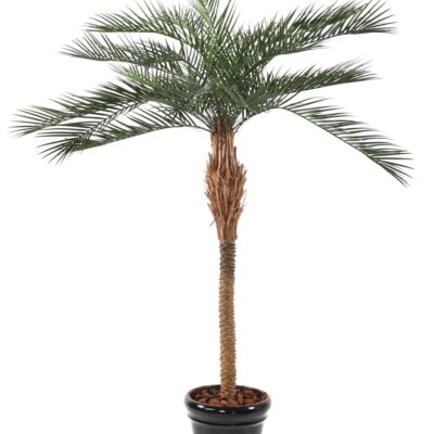 phoenix plast scaled