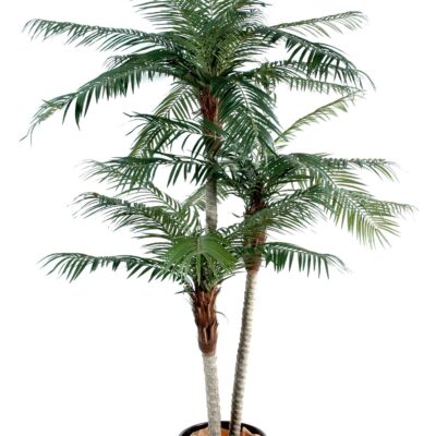 phoenix three trunks