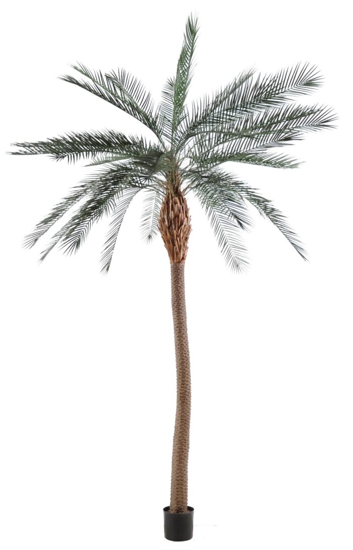 phoenix wide trunk 1