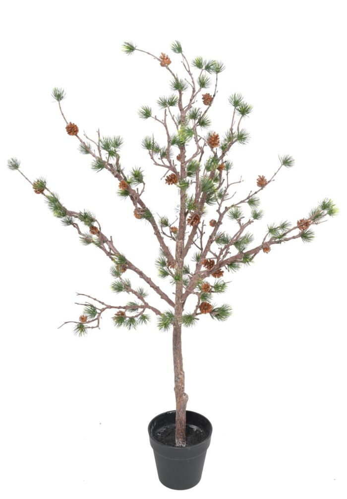 pine 100 scaled