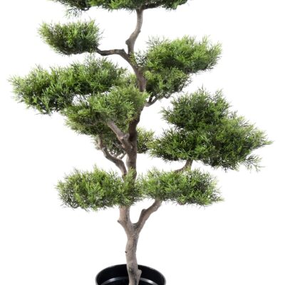 pine bonsai