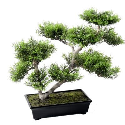 pine bonsai 42 scaled