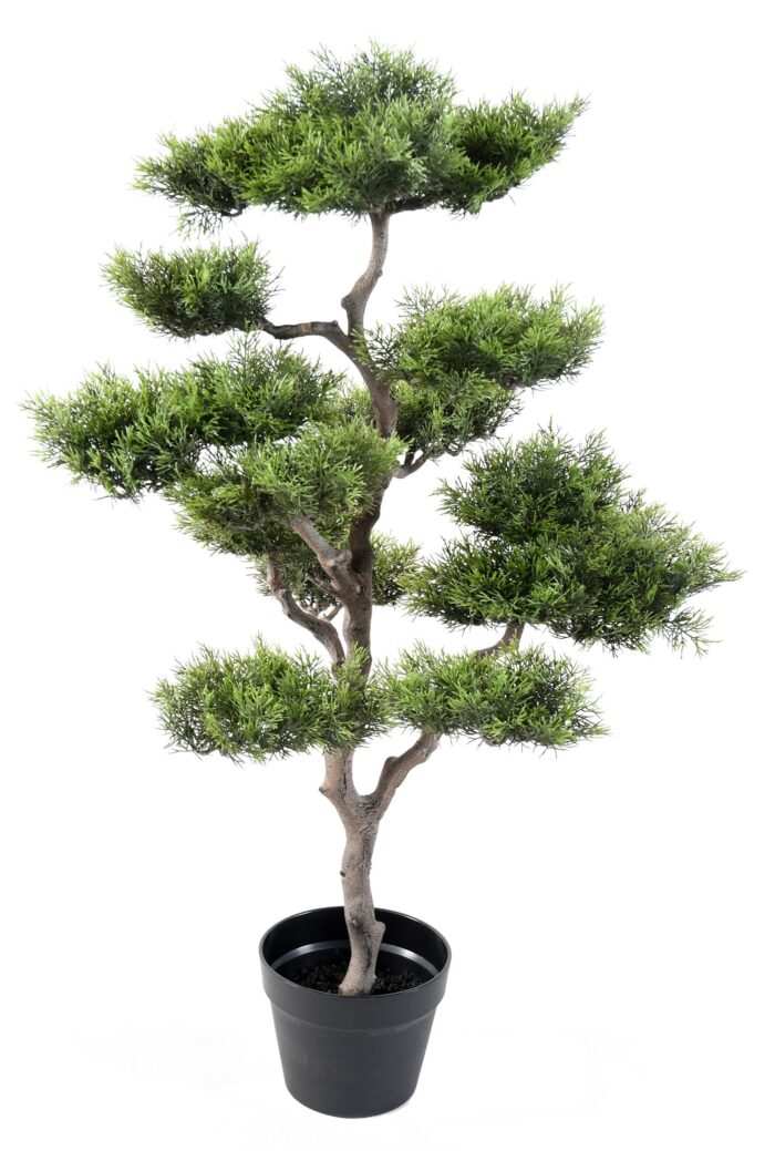 pine bonsai