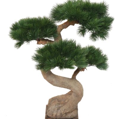 pine bonsai 92 uv scaled