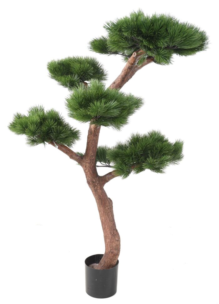 pine bonsai uv 1