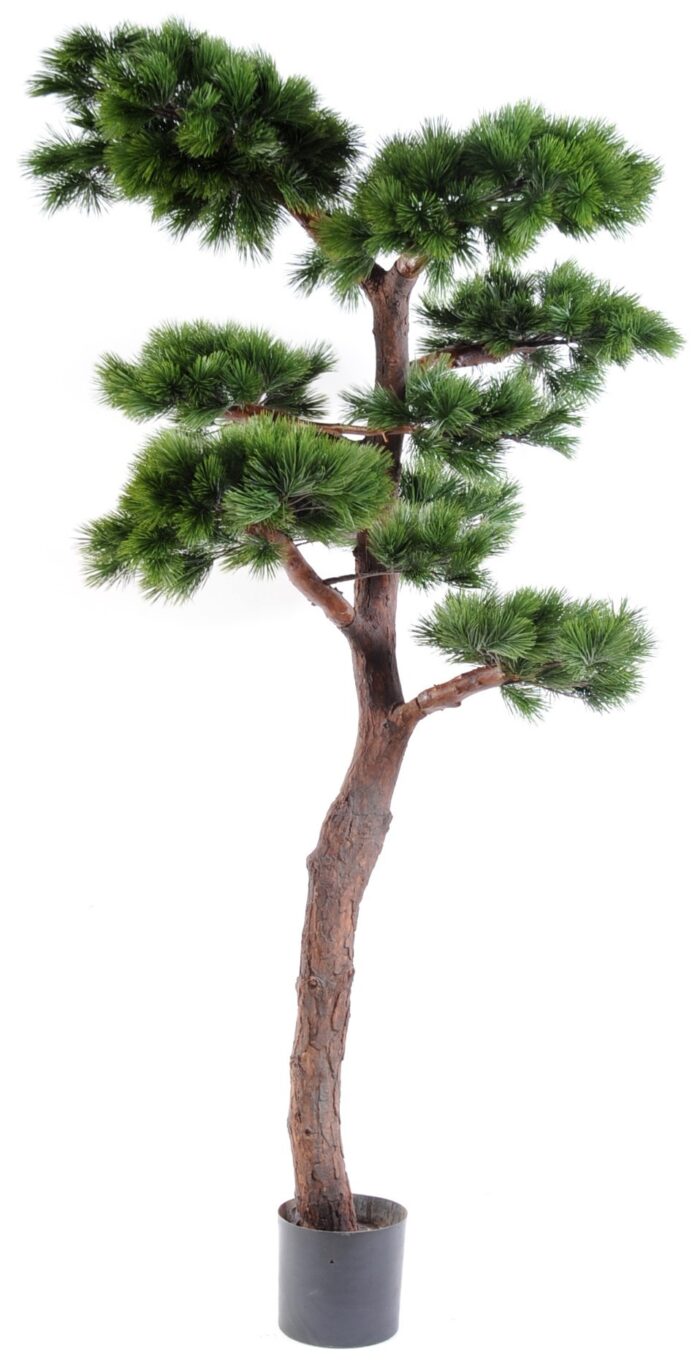 pine bonsai uv