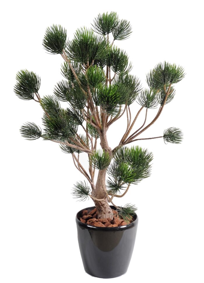 pine garigue plast