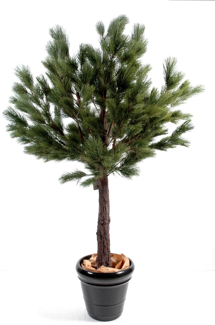 pine head austrian