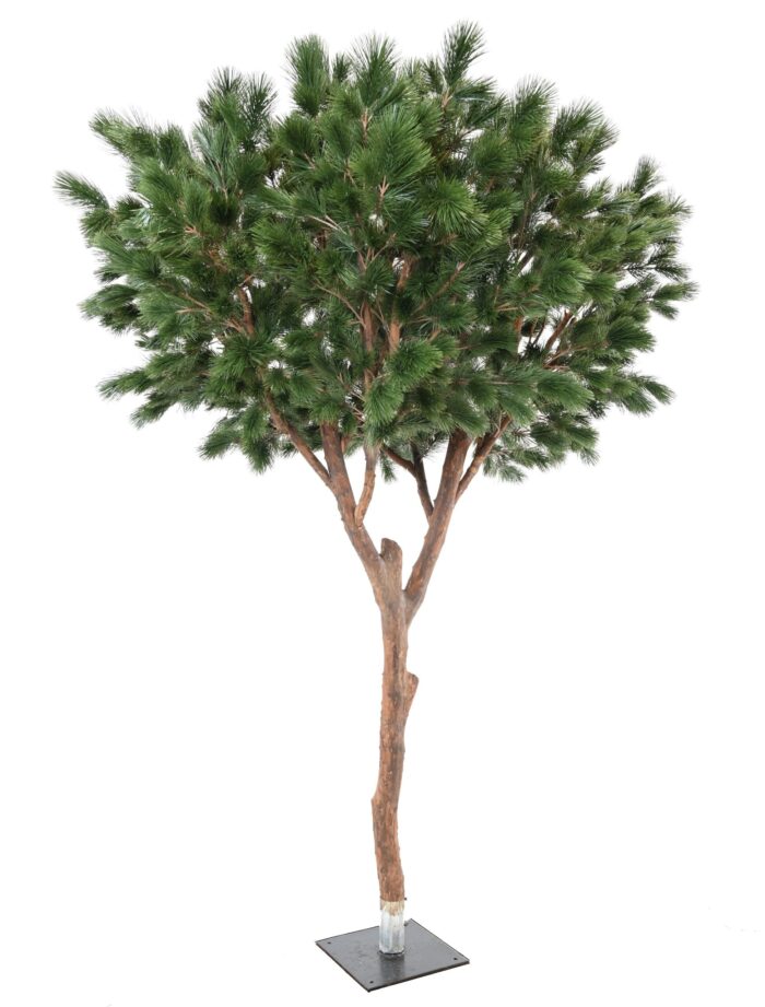 pine maritime 310 scaled