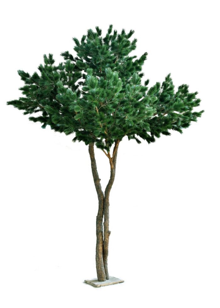 pine maritime 430 scaled