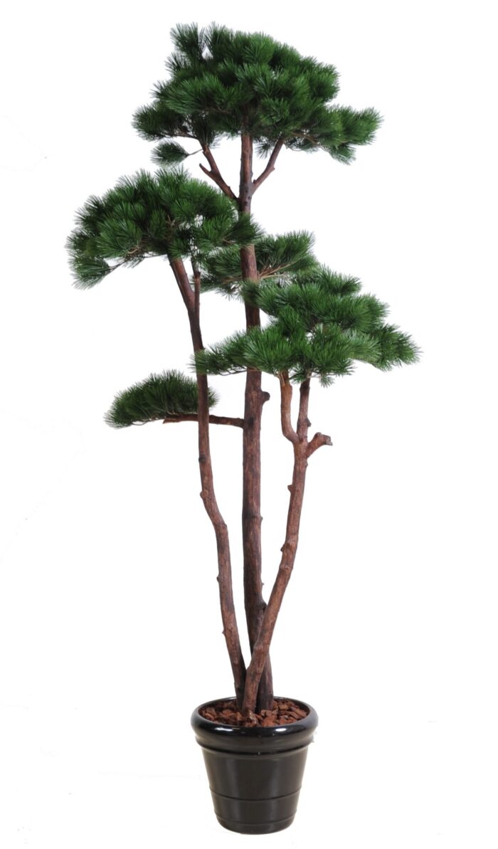 pine multiple 250 scaled