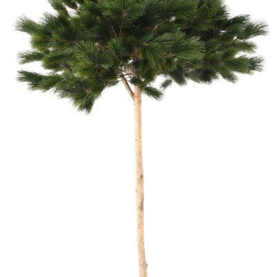 pine umbrella scaled