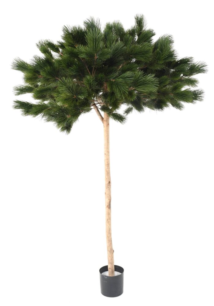 pine umbrella scaled