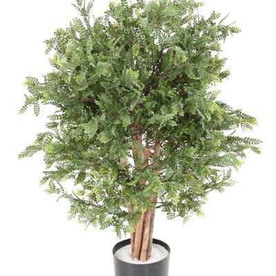 pistacia chinensis uv scaled