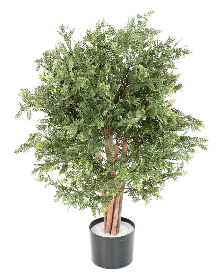pistacia chinensis uv scaled