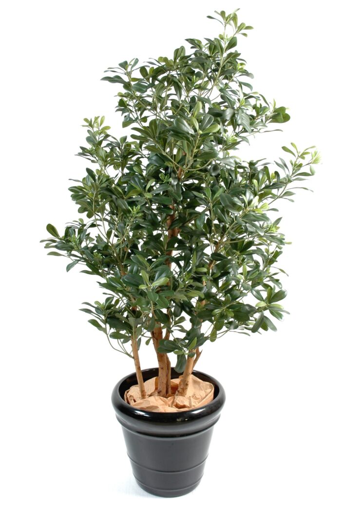 pittosporum