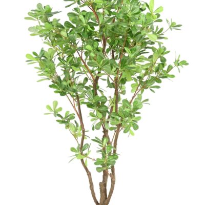 pittosporum b scaled