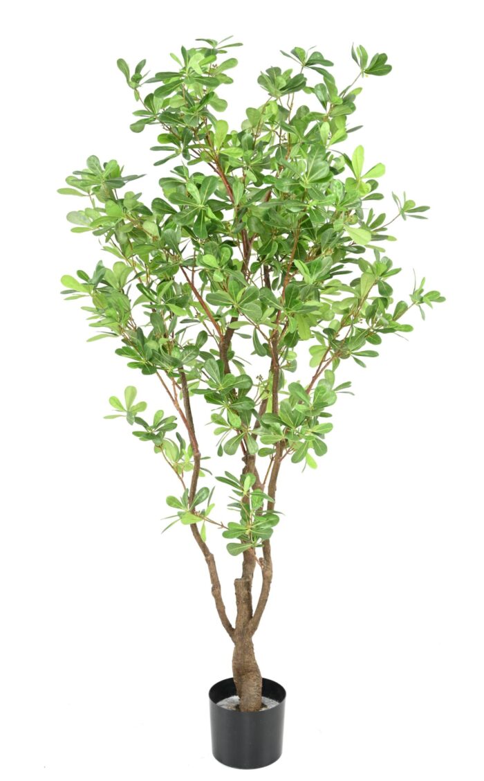 pittosporum b scaled