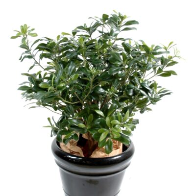 pittosporum bush