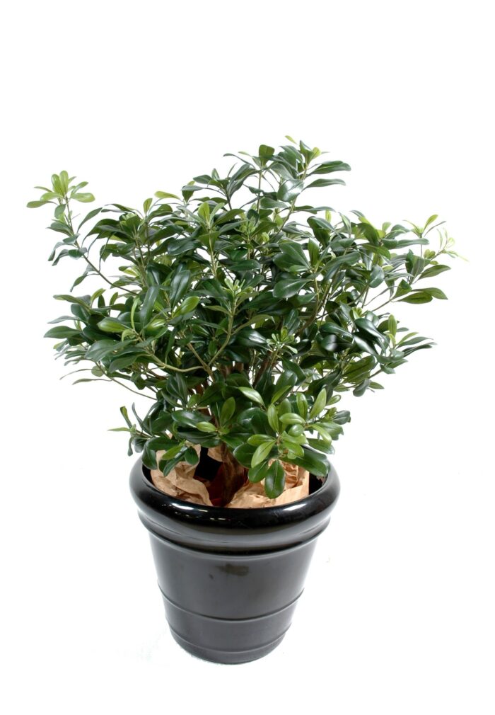 pittosporum bush