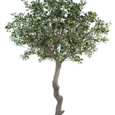 pittosporum tree
