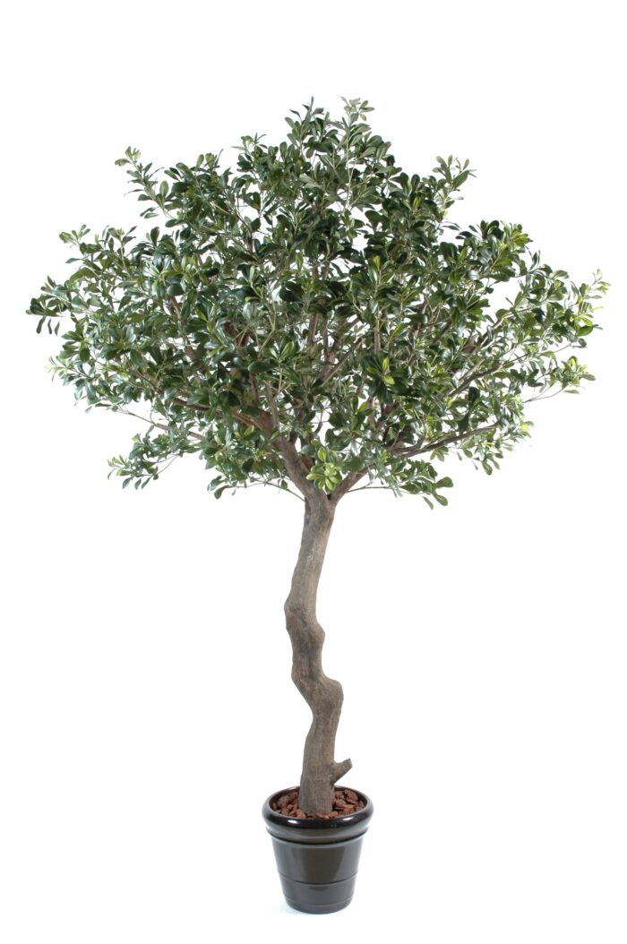 pittosporum tree