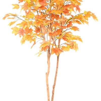 plane tree 240 scaled