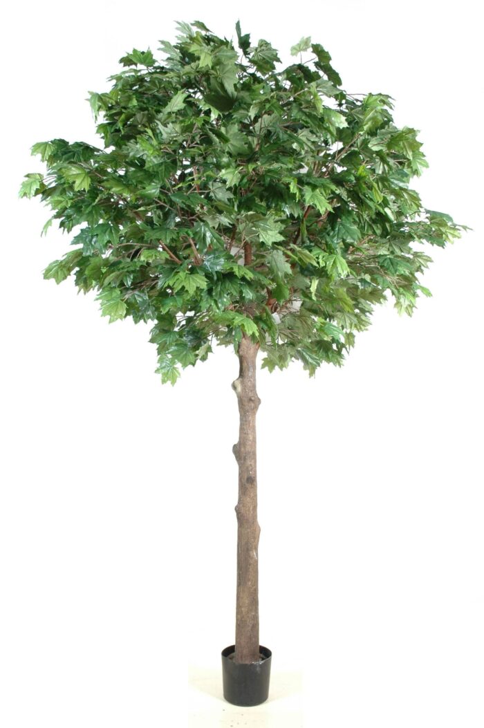 platane tete platine scaled