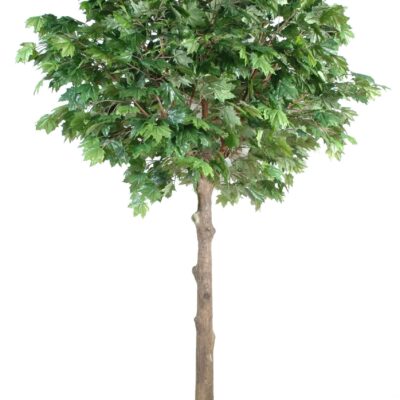 platinum headed plane tree scaled