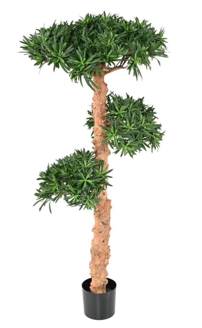 podocarpus cloud 1 scaled