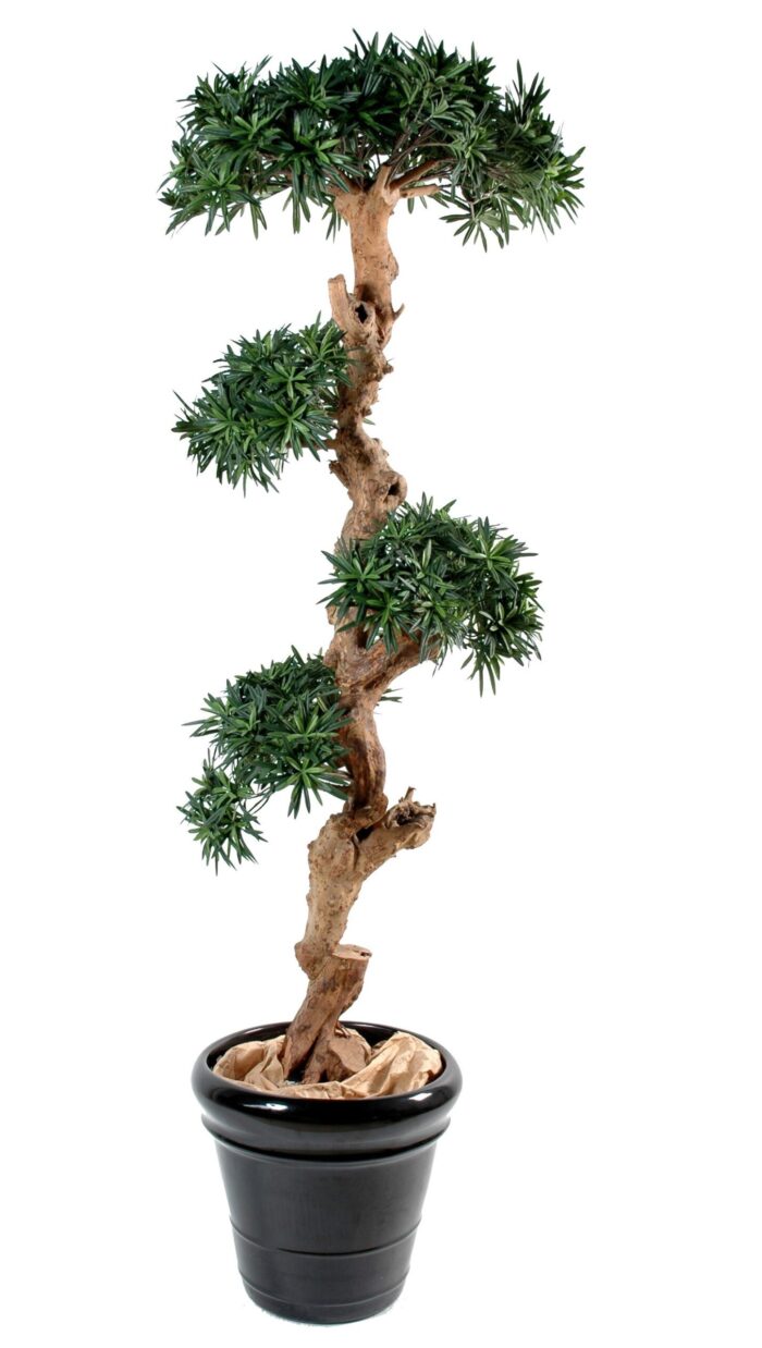 podocarpus cloud 2 scaled