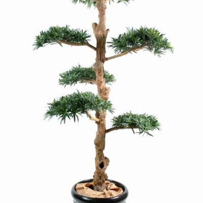 podocarpus cloud wide 1