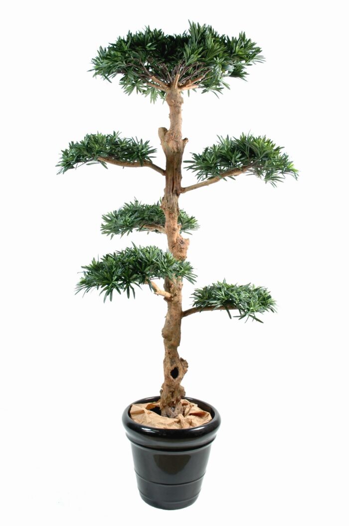 podocarpus cloud wide