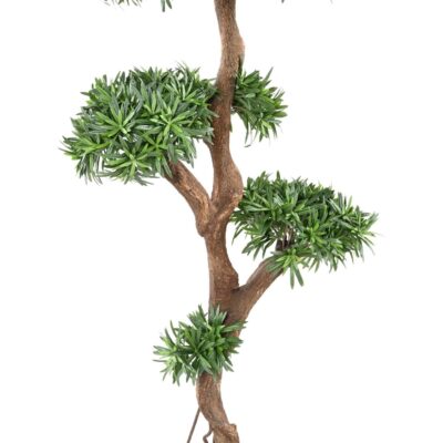 podocarpus tree scaled