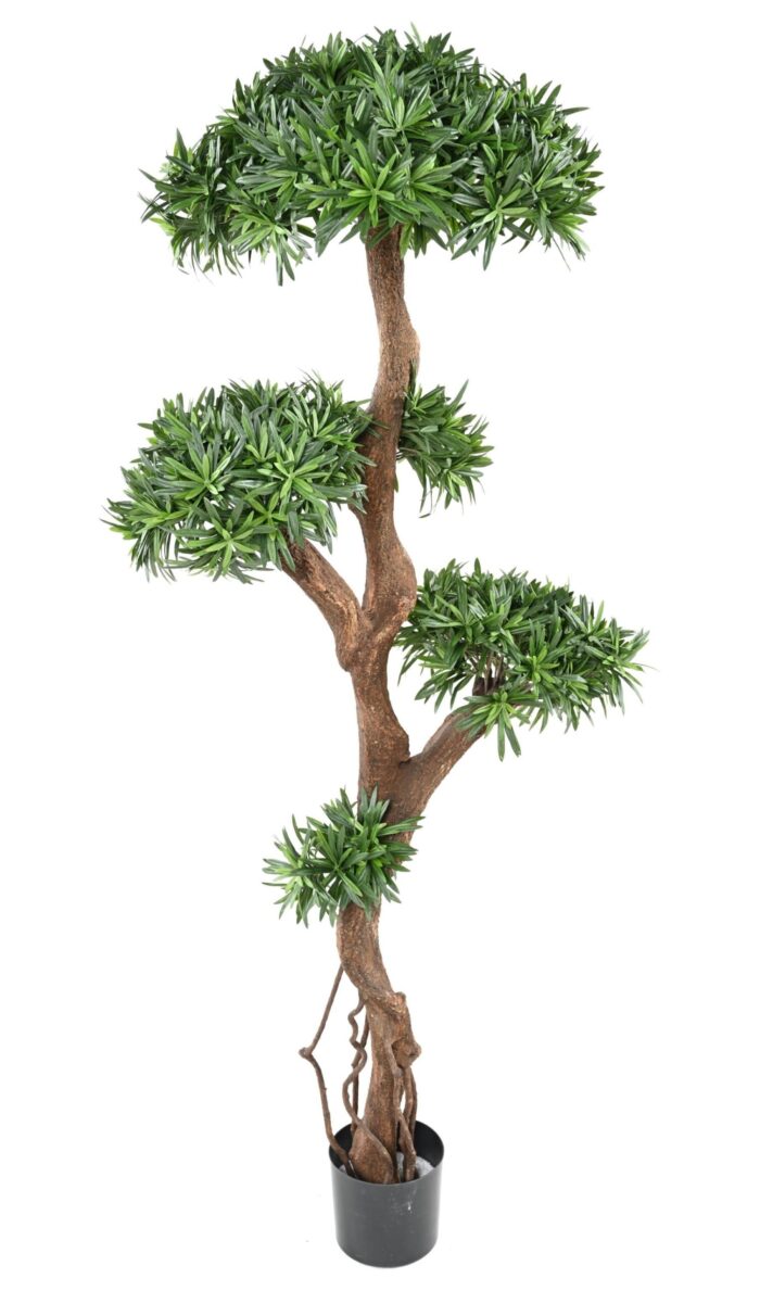 podocarpus tree scaled